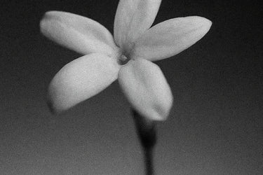 Moco Discovery Set - Stéle