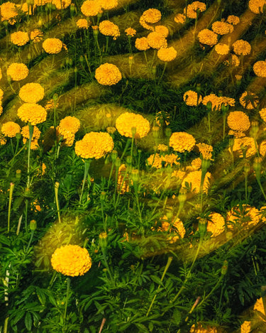 sara seed plant Param Sara Season 001 Discovery Set