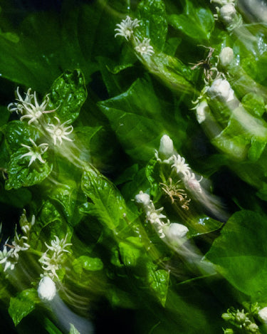 Param Sara Season 001 Discovery Set - Stéle