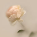 Belnu Rose Steady Eau de Parfum - Stéle