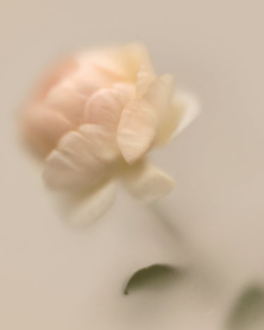 Belnu Rose Steady Eau de Parfum - Stéle