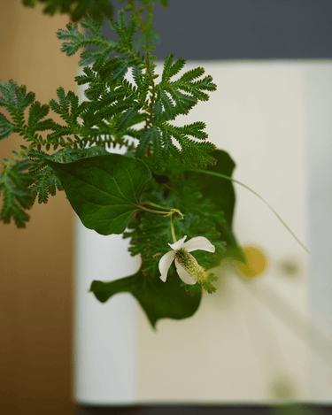 Aromag Cashmere Eau De Toilette - Stéle