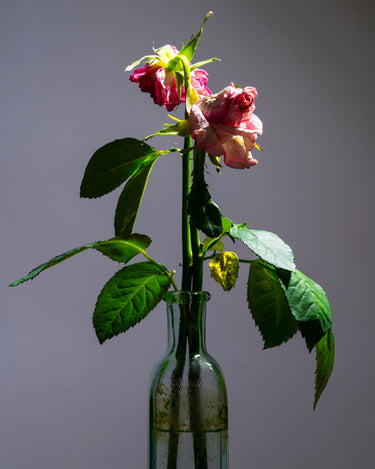 Maqueda Rigor Mortis Elixir de Parfum - Stéle