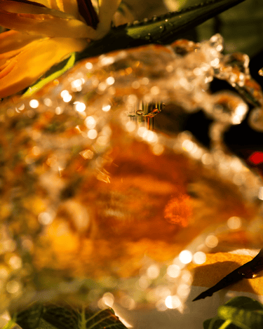 Arquiste Tropical Eau de Parfum - Stéle