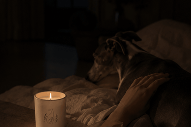 Bougie Poochie Unconditional Love Candle - Stéle