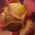 D'Orsay Rose Blaze Extrait de Parfum - Stéle