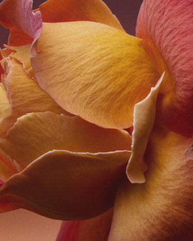 D'Orsay Rose Blaze Extrait de Parfum - Stéle