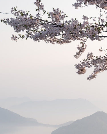 Hima Jomo Spring In Bome Eau de Parfum - Stéle