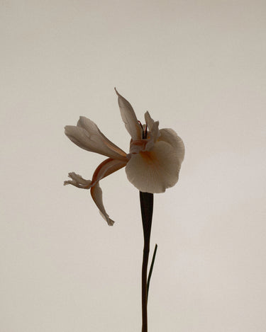 Hima Jomo Khullu Eau de Parfum - Stéle