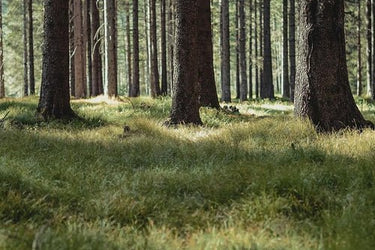 Ode Ona Dawn Earth Eau de Parfum - Stéle