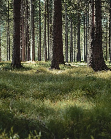 Ode Ona Dawn Earth Eau de Parfum - Stéle