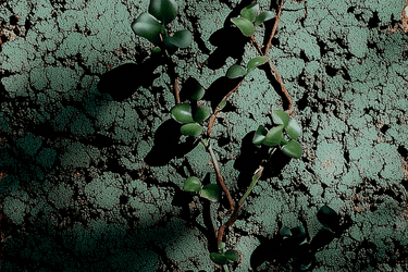 Brume Orpin Discovery Set Eau de Parfum - Stéle