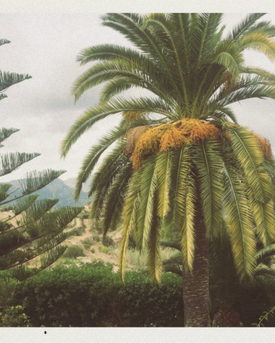 Maya Njie Tropica Eau De Parfum - Stéle