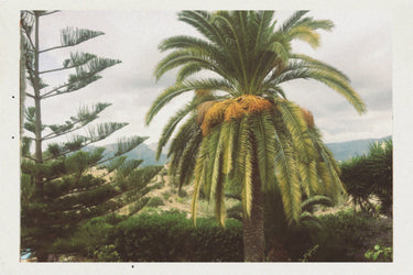 Maya Njie Tropica Eau De Parfum - Stéle