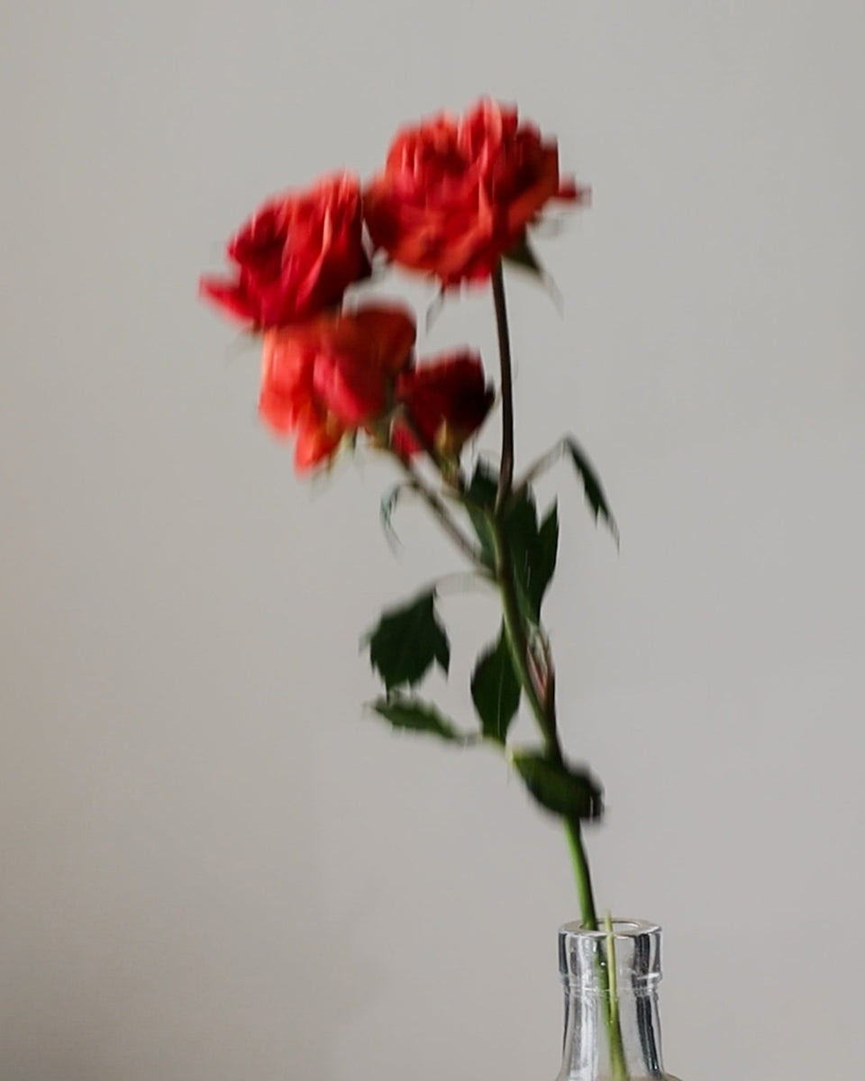 M. Hainey Rose Turpentine Eau de Parfum - Stéle