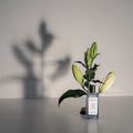 Nos Republic Moon Child Eau de Parfum - Stéle
