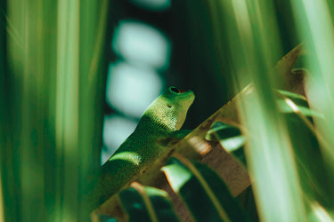 Vallense Sun Eau de Parfum - Stéle