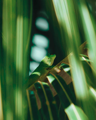 Vallense Sun Eau de Parfum - Stéle
