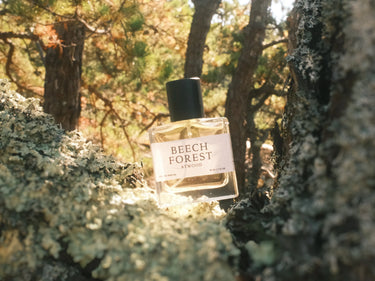 Atwood Beech Forest Eau De Parfum - Stéle