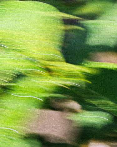 .Oddity Discovery Set - Stéle